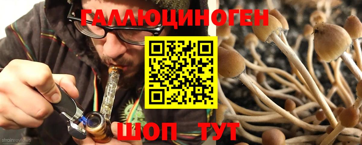 Шадринск  Псилоцибиновые грибы GOLDEN TEACHER  что такое   Вход с VPN  Псилоцибиновые грибы Magic Shrooms 